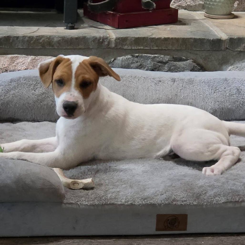 Vince Neil, Adoptable, Puppy Male German Shepherd Dog & Mixed Breed.