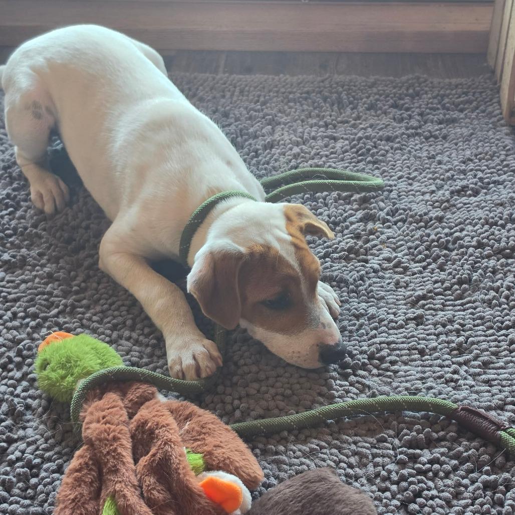 Enlarge Vince Neil, a Adoptable mixed breed in Olathe, KS image 3/4