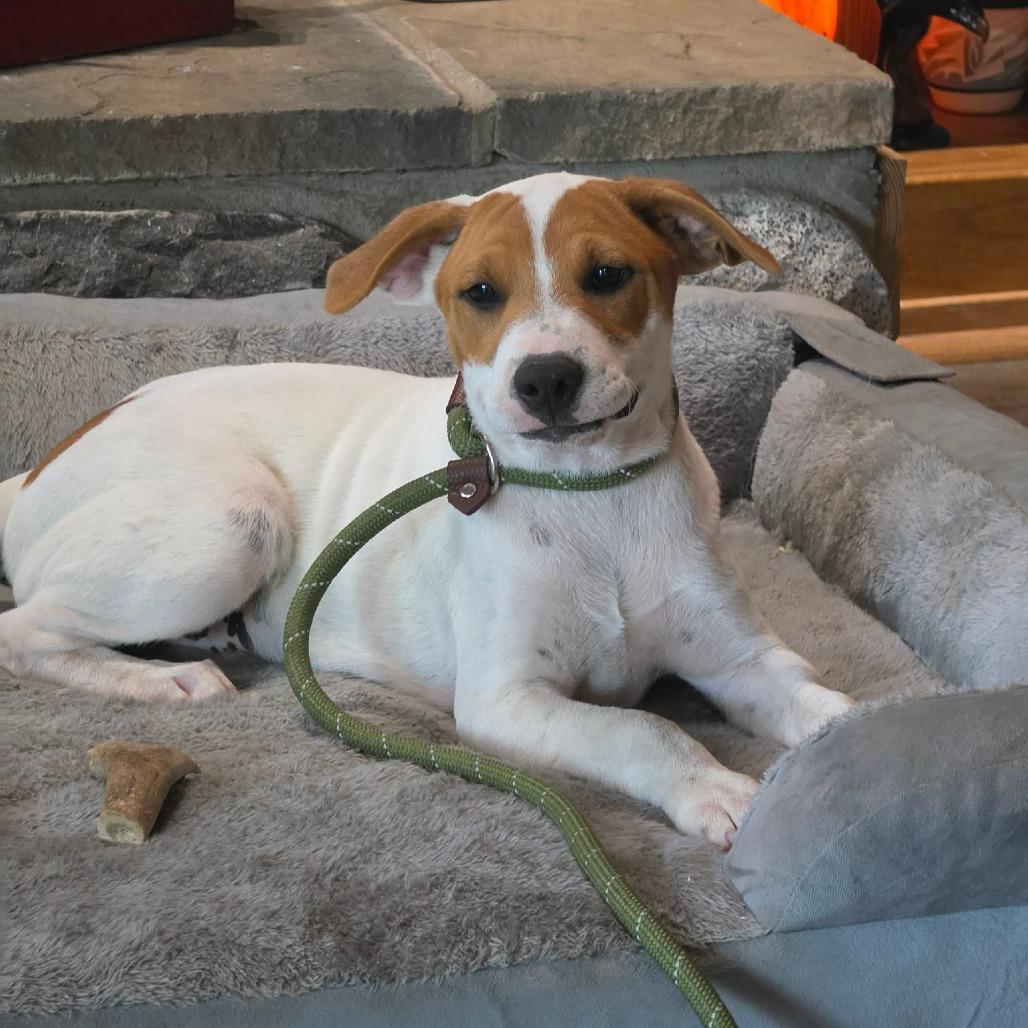 Enlarge Vince Neil, a Adoptable mixed breed in Olathe, KS image 4/4