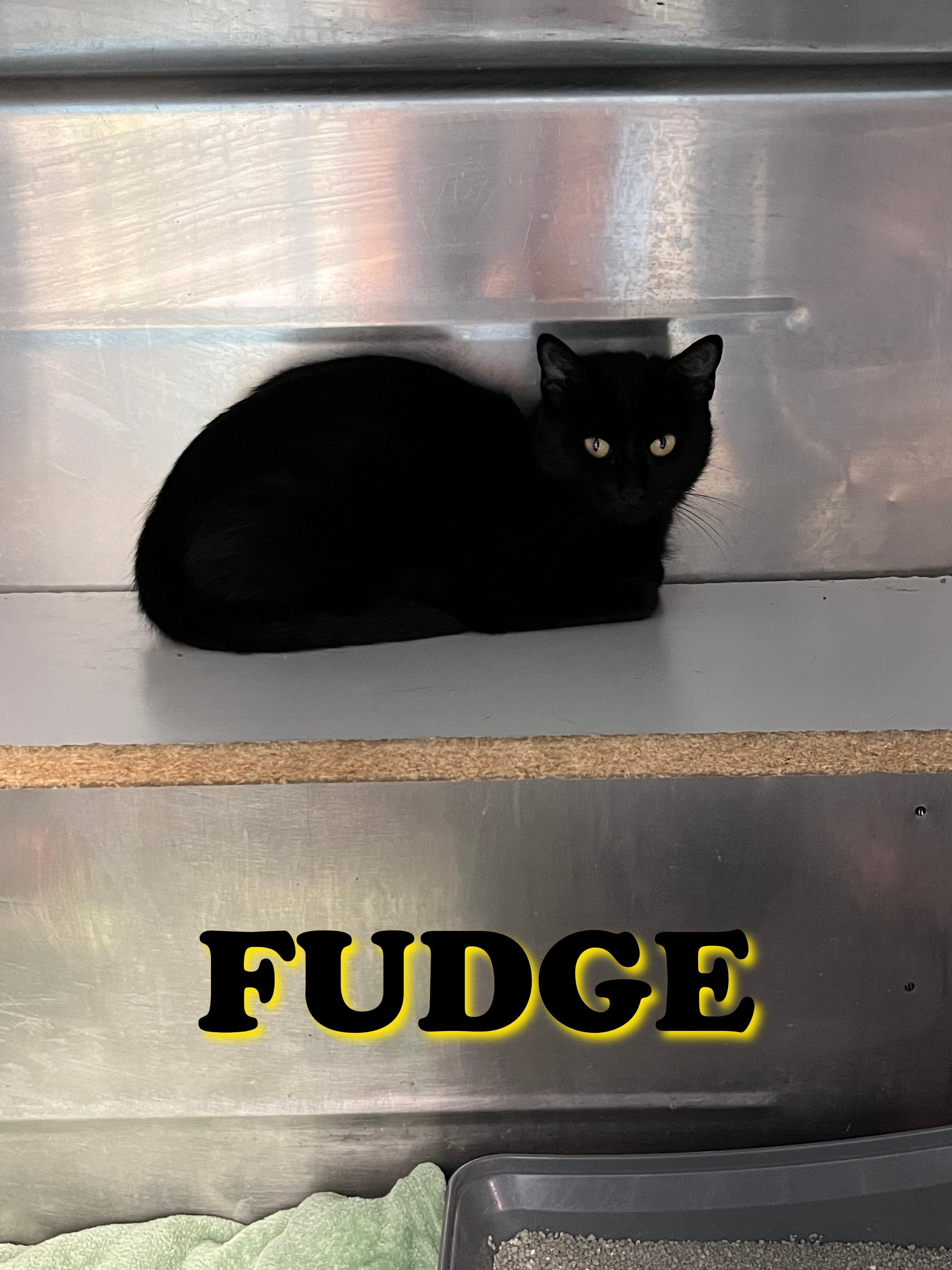 Enlarge Fudge, a ADOPTABLE Tabby in Pompton Plains, NJ image 1/1