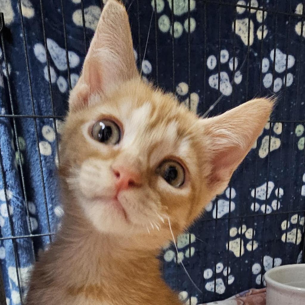 Enlarge Gabe, a Adoptable Domestic Short Hair in Camden, DE image 2/3