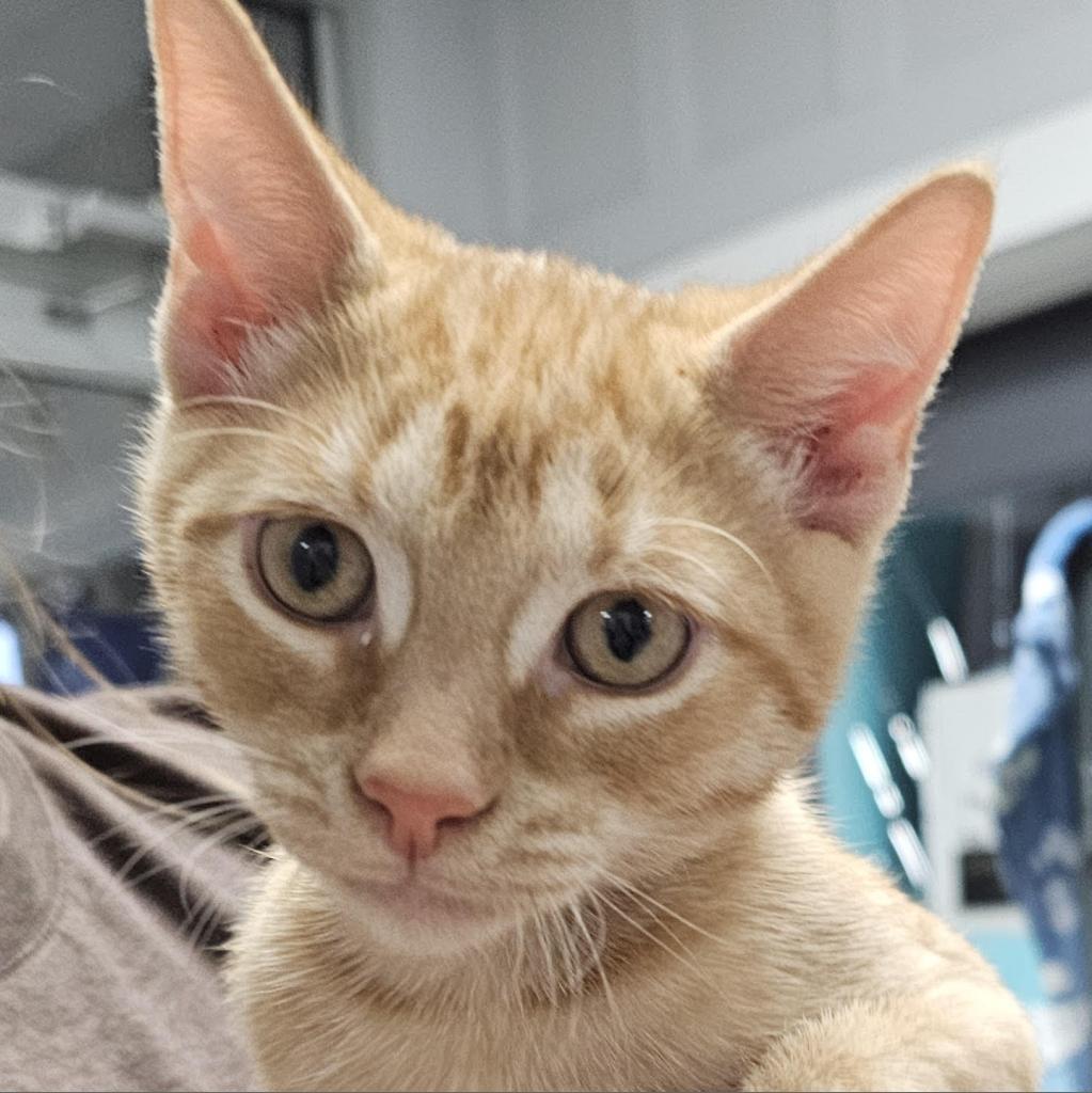 Enlarge Gabe, a Adoptable Domestic Short Hair in Camden, DE image 3/3