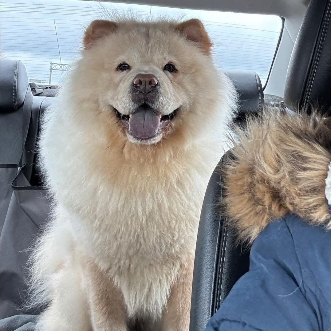Casper, Adopted, Young Male Chow Chow.