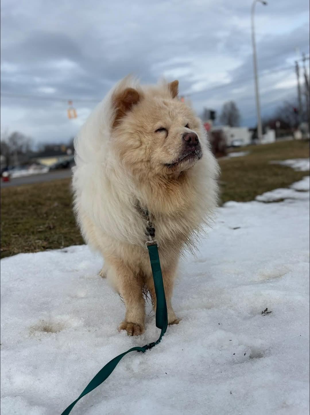 Enlarge Casper, a Adopted Chow Chow in Brewerton, NY image 2/4