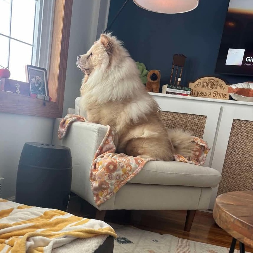 Enlarge Casper, a Adopted Chow Chow in Brewerton, NY image 3/4