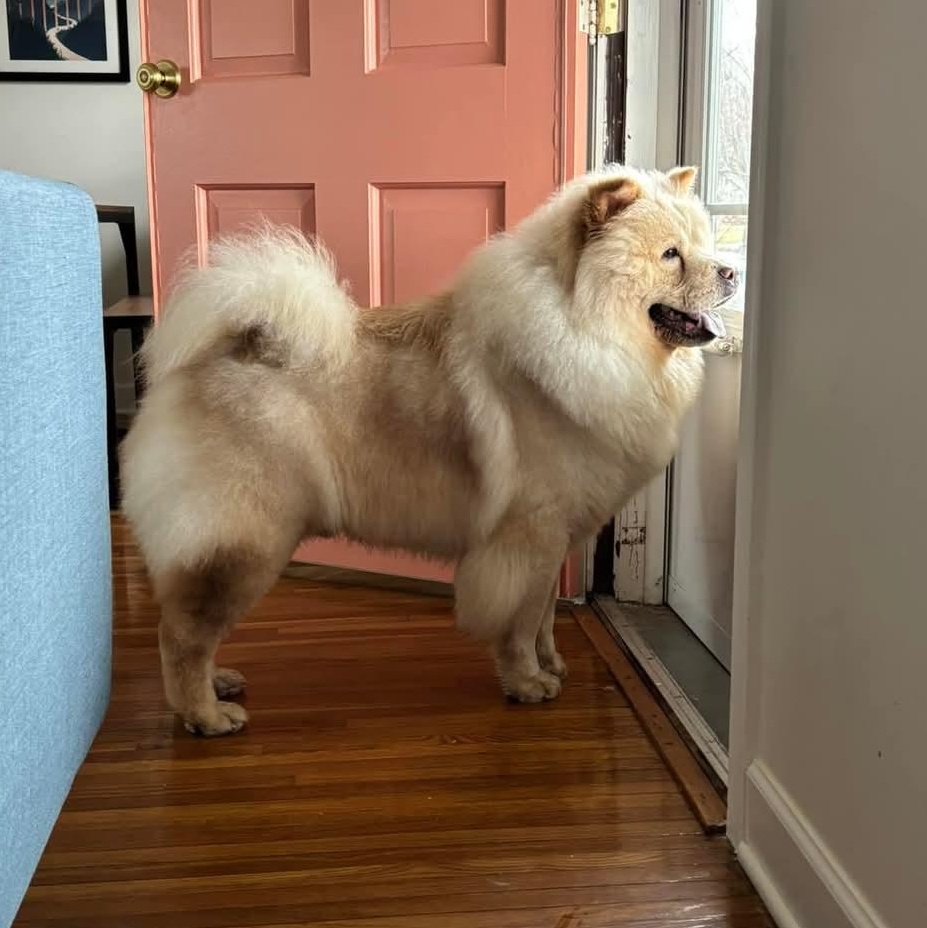 Enlarge Casper, a Adopted Chow Chow in Brewerton, NY image 4/4