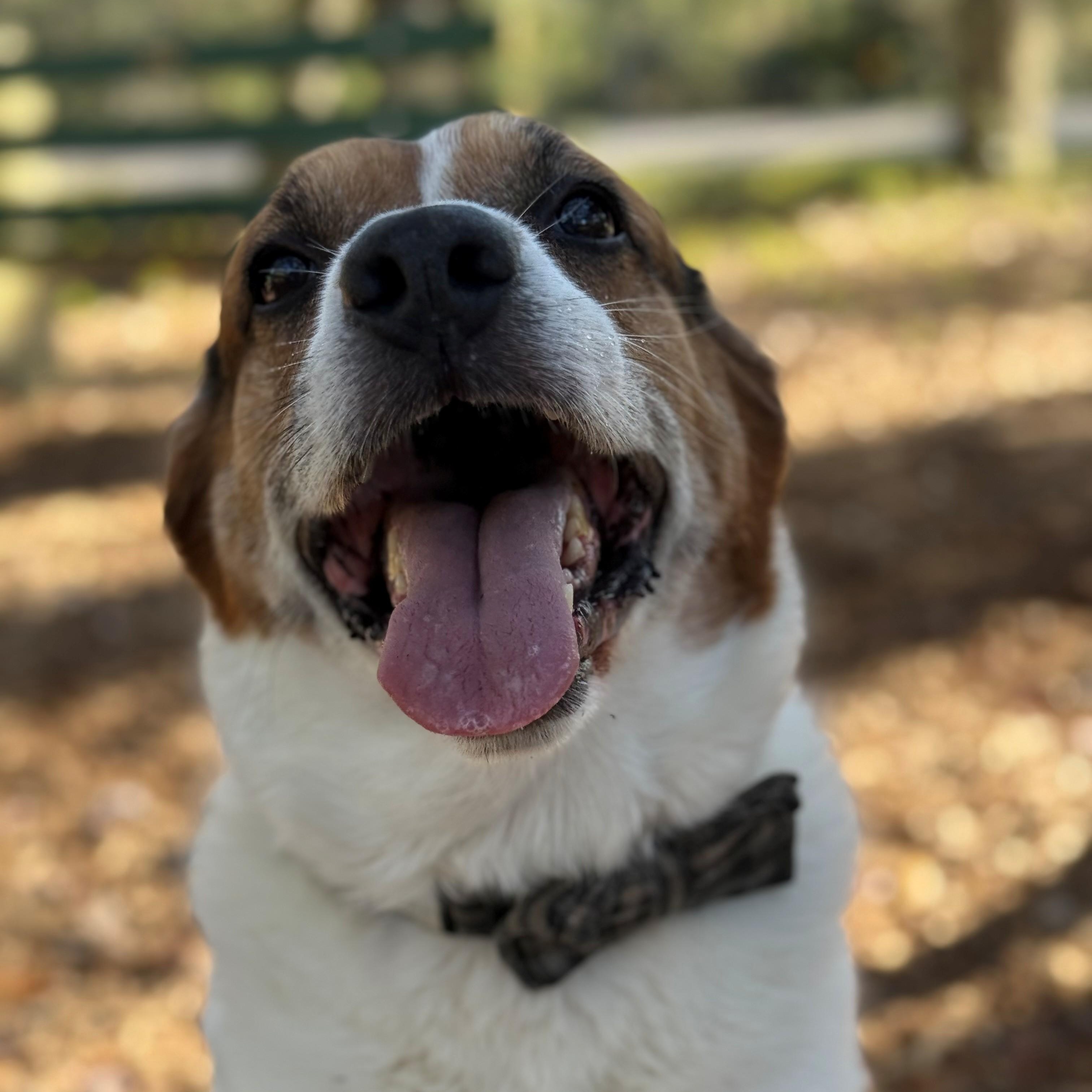 Bogie, ADOPTABLE, Adult Male Treeing Walker Coonhound.