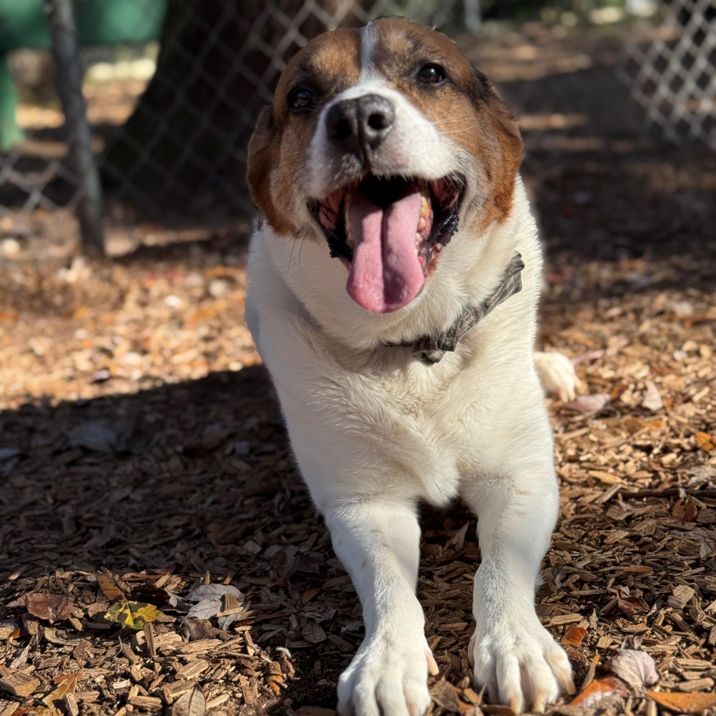 Enlarge Bogie, a ADOPTABLE mixed breed in St. Augustine, FL image 2/3