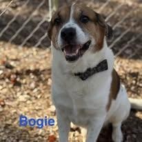 Enlarge Bogie, a ADOPTABLE mixed breed in St. Augustine, FL image 3/3