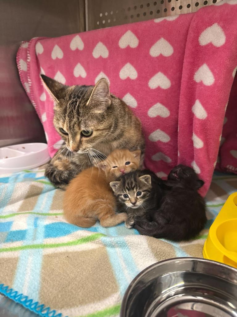 Enlarge Martha May, a Adoptable mixed breed in Minot, ND image 1/4