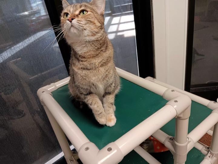 Martha May, Adoptable, Young Female Domestic Short Hair.