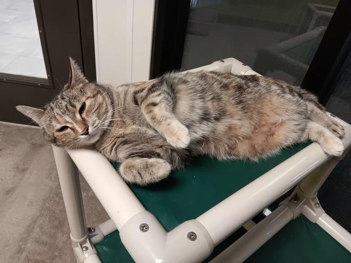 Enlarge Martha May, a Adoptable mixed breed in Minot, ND image 2/4