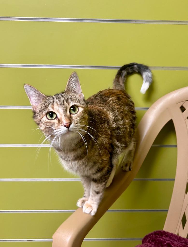 Enlarge Martha May, a Adoptable mixed breed in Minot, ND image 3/4