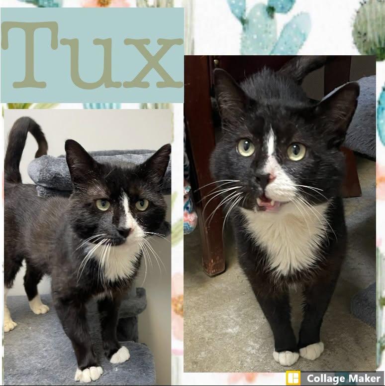 Tux, ADOPTABLE, Adult Male Domestic Short Hair.
