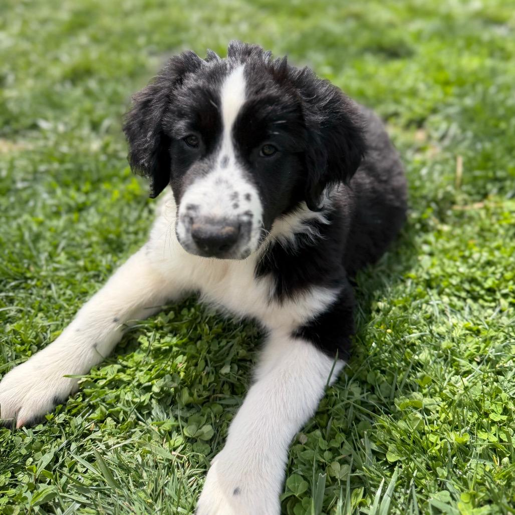 Jett, Adoptable, Puppy Male Great Pyrenees & Border Collie.