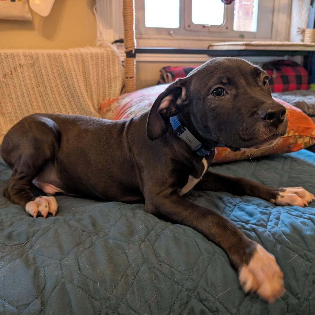 Luca -*Available 4/18*Chino Hills Location, Adoptable, Puppy Male American Staffordshire Terrier & Doberman Pinscher.