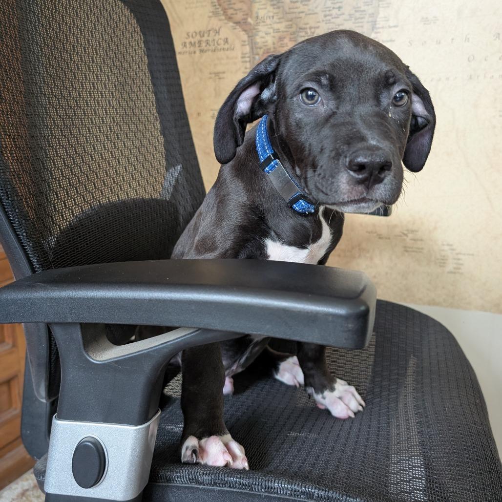 Enlarge Luca -*Available 4/18*Chino Hills Location, a Adoptable mixed breed in Chino Hills, CA image 2/4