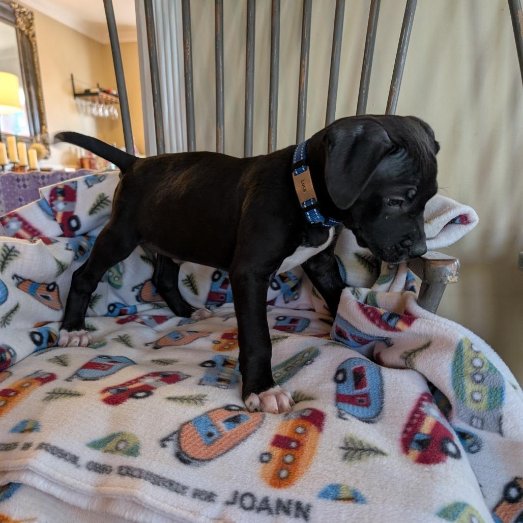 Enlarge Luca -*Available 4/18*Chino Hills Location, a Adoptable mixed breed in Chino Hills, CA image 3/4