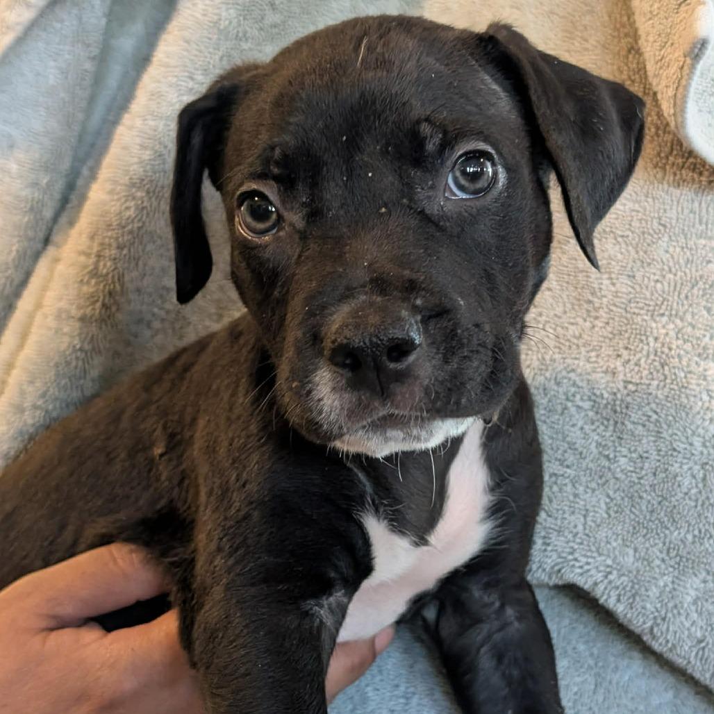 Enlarge Luca -*Available 4/18*Chino Hills Location, a Adoptable mixed breed in Chino Hills, CA image 4/4