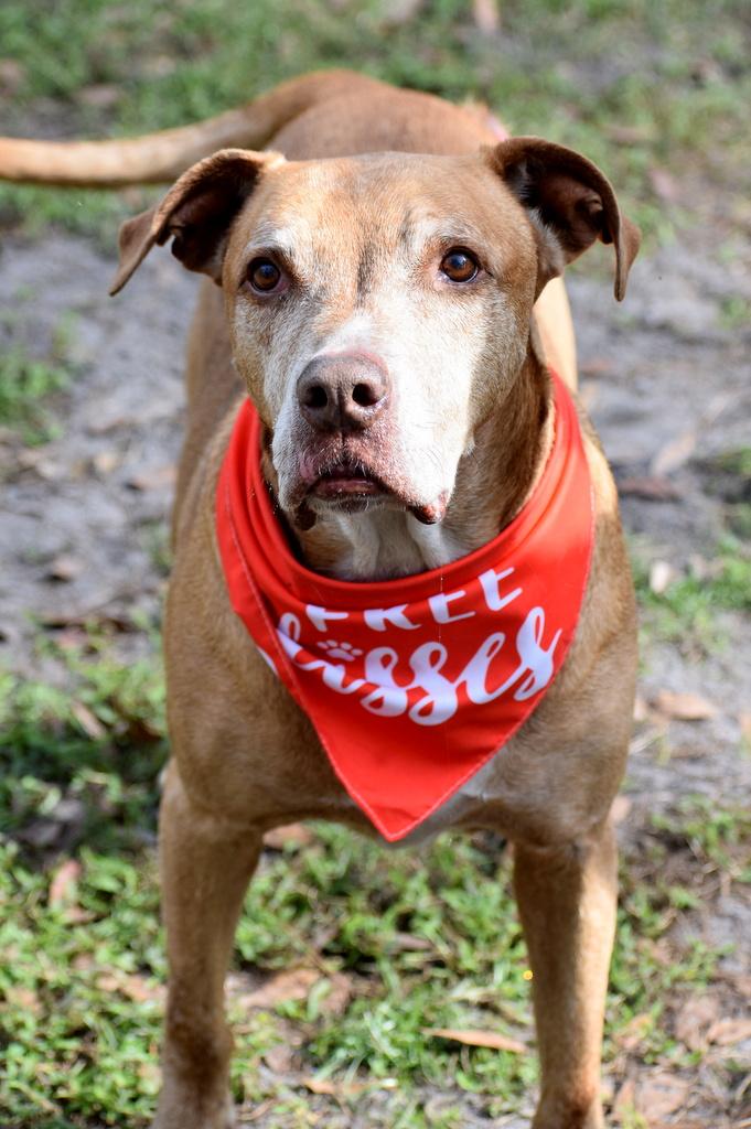 Tazmo, a ADOPTABLE mixed breed in Palm City, FL image 2/2