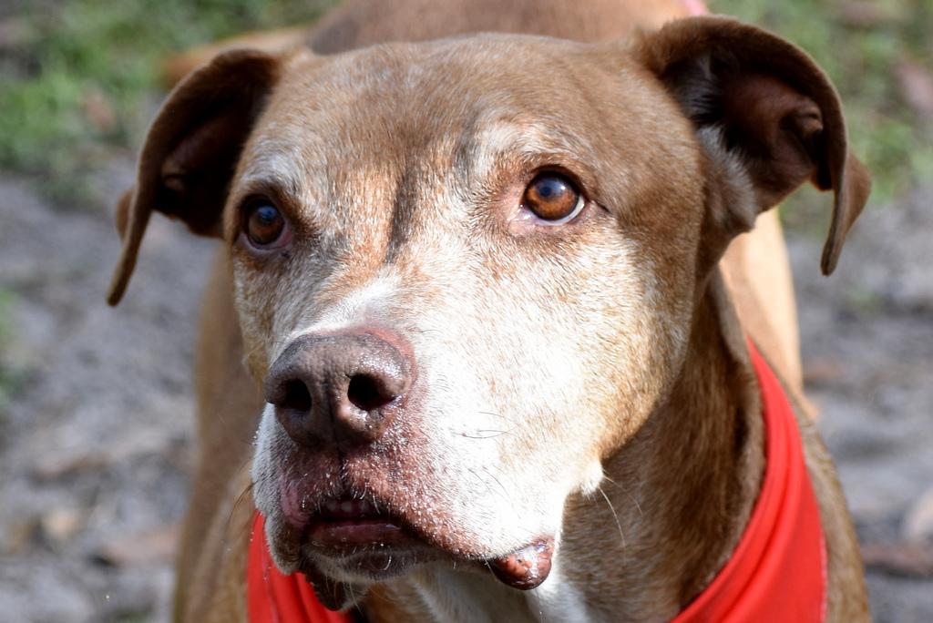 Tazmo, a ADOPTABLE mixed breed in Palm City, FL image 1/2