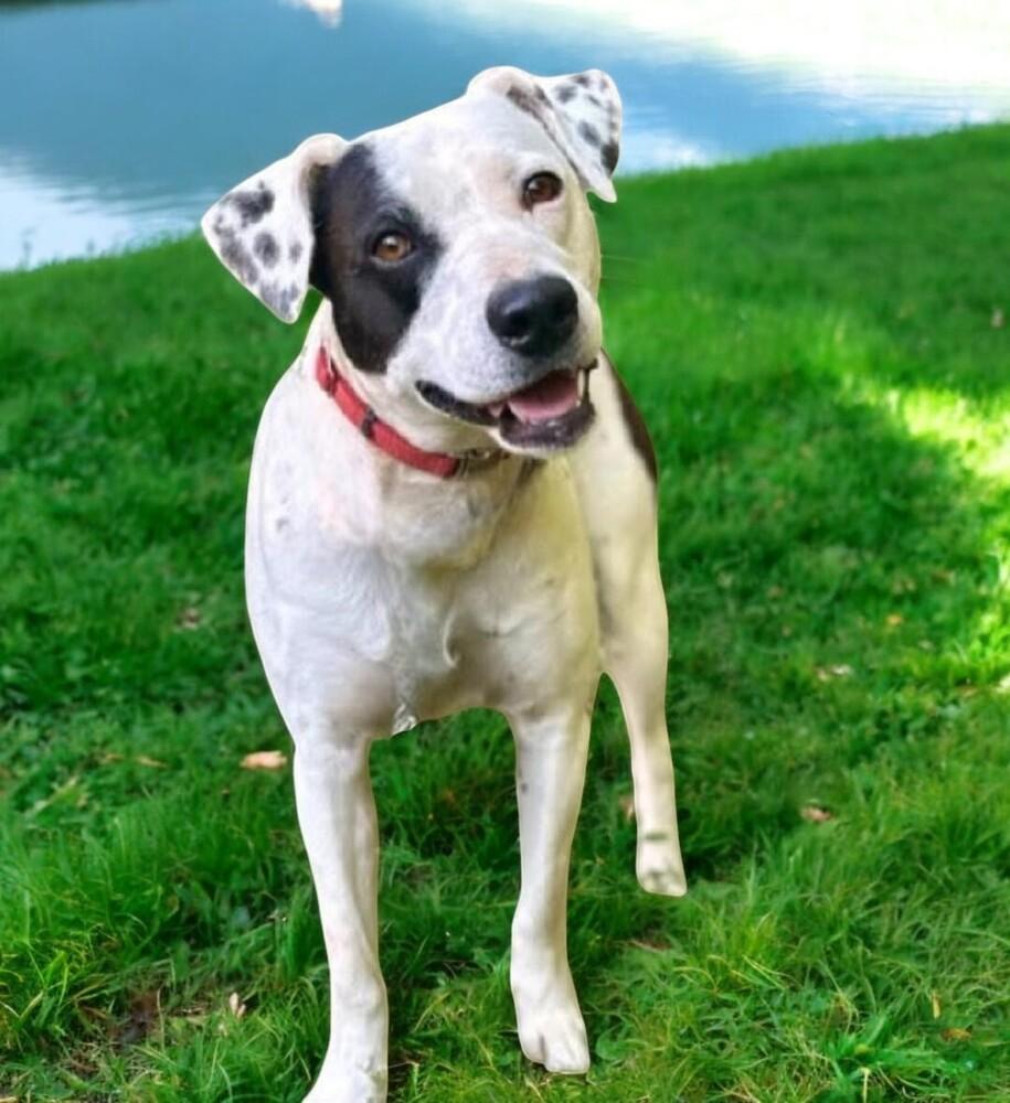 Max, Adoptable, Young Male Mixed Breed.