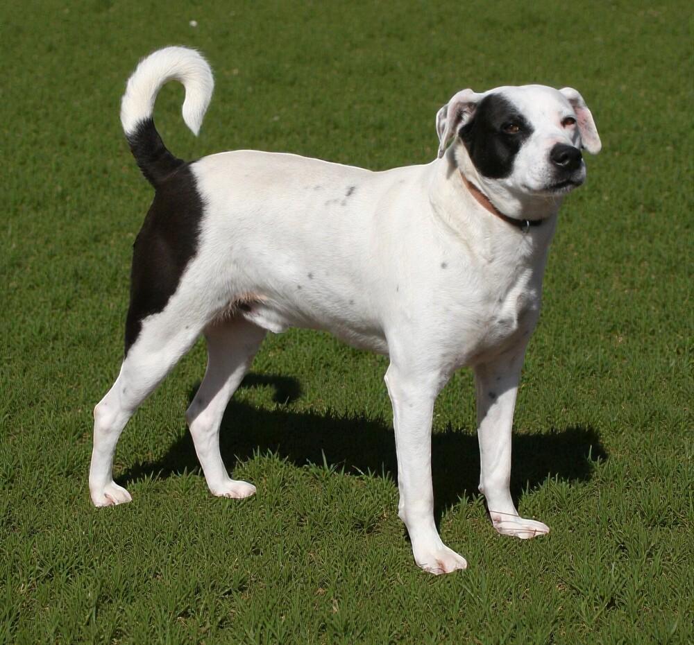 Enlarge Max, a Adoptable mixed breed in Pulaski, TN image 1/6