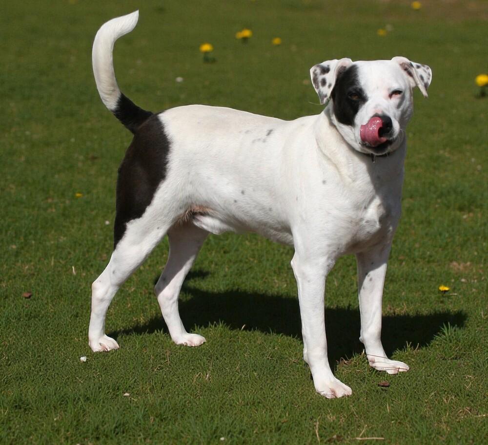 Enlarge Max, a Adoptable mixed breed in Pulaski, TN image 2/6