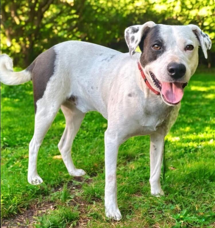 Max, a Adoptable mixed breed in Pulaski, TN image 2/4