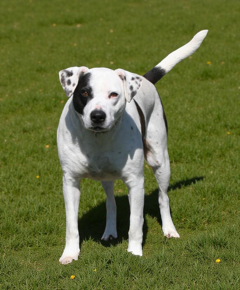 Enlarge Max, a Adoptable mixed breed in Pulaski, TN image 3/6