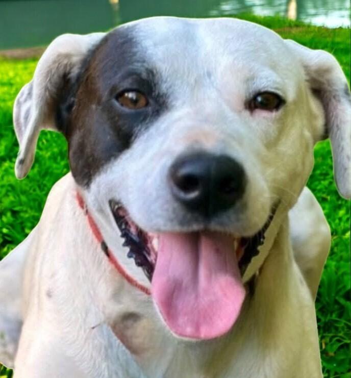 Max, a Adoptable mixed breed in Pulaski, TN image 3/4