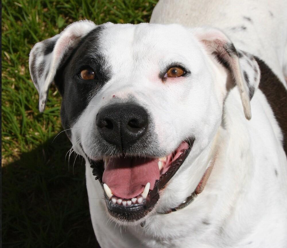 Enlarge Max, a Adoptable mixed breed in Pulaski, TN image 4/6