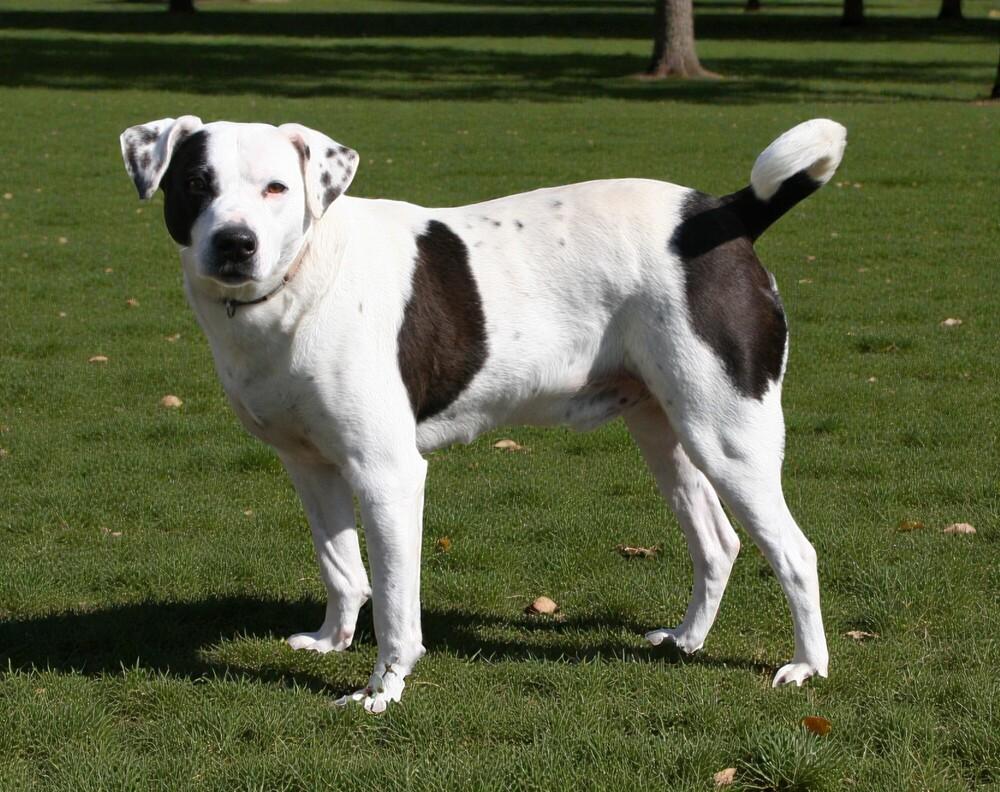 Enlarge Max, a Adoptable mixed breed in Pulaski, TN image 5/6