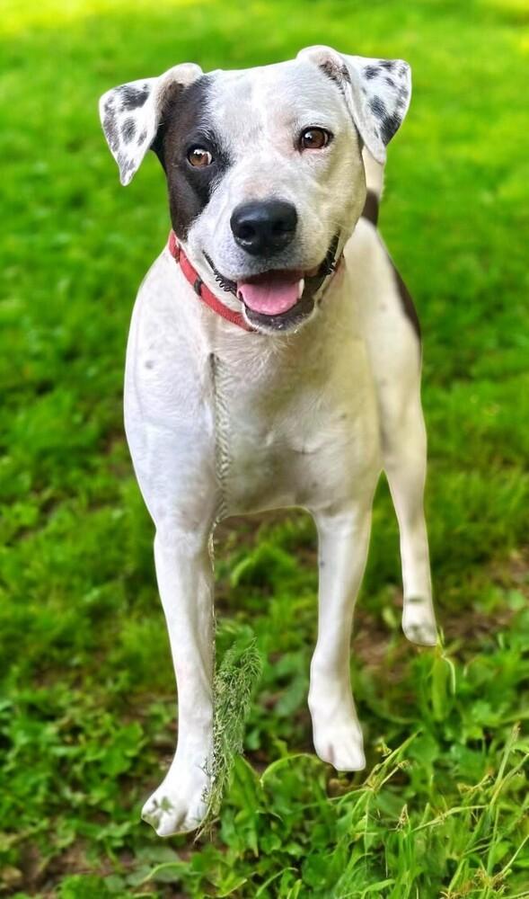 Max, a Adoptable mixed breed in Pulaski, TN image 4/4