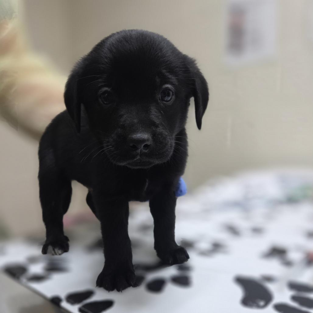 Enlarge Homewood, a Adoptable mixed breed in Incline Village, NV image 1/1