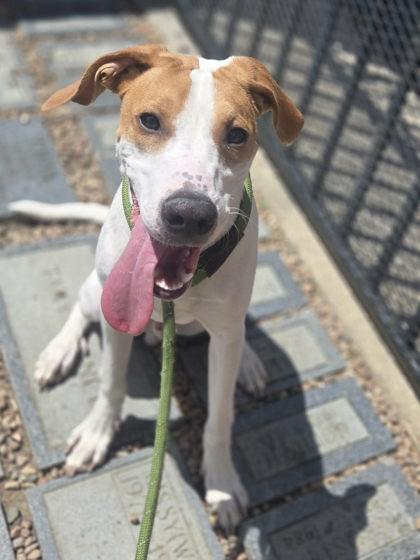 Dobby, ADOPTABLE, Young Male Hound.