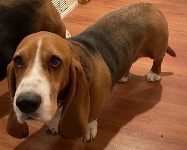 Enlarge Freckles, a Adopted Basset Hound in Petaluma, CA image 1/2