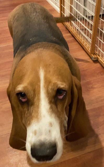 Enlarge Freckles, a Adopted Basset Hound in Petaluma, CA image 2/2