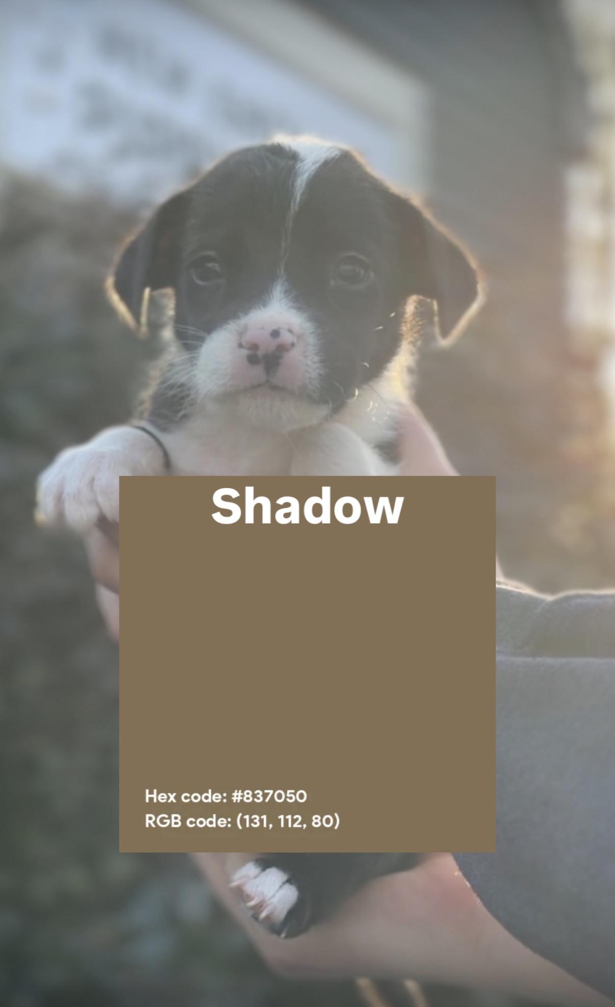Enlarge Shadow, an adopted mixed breed in Avon, CT image 4/4