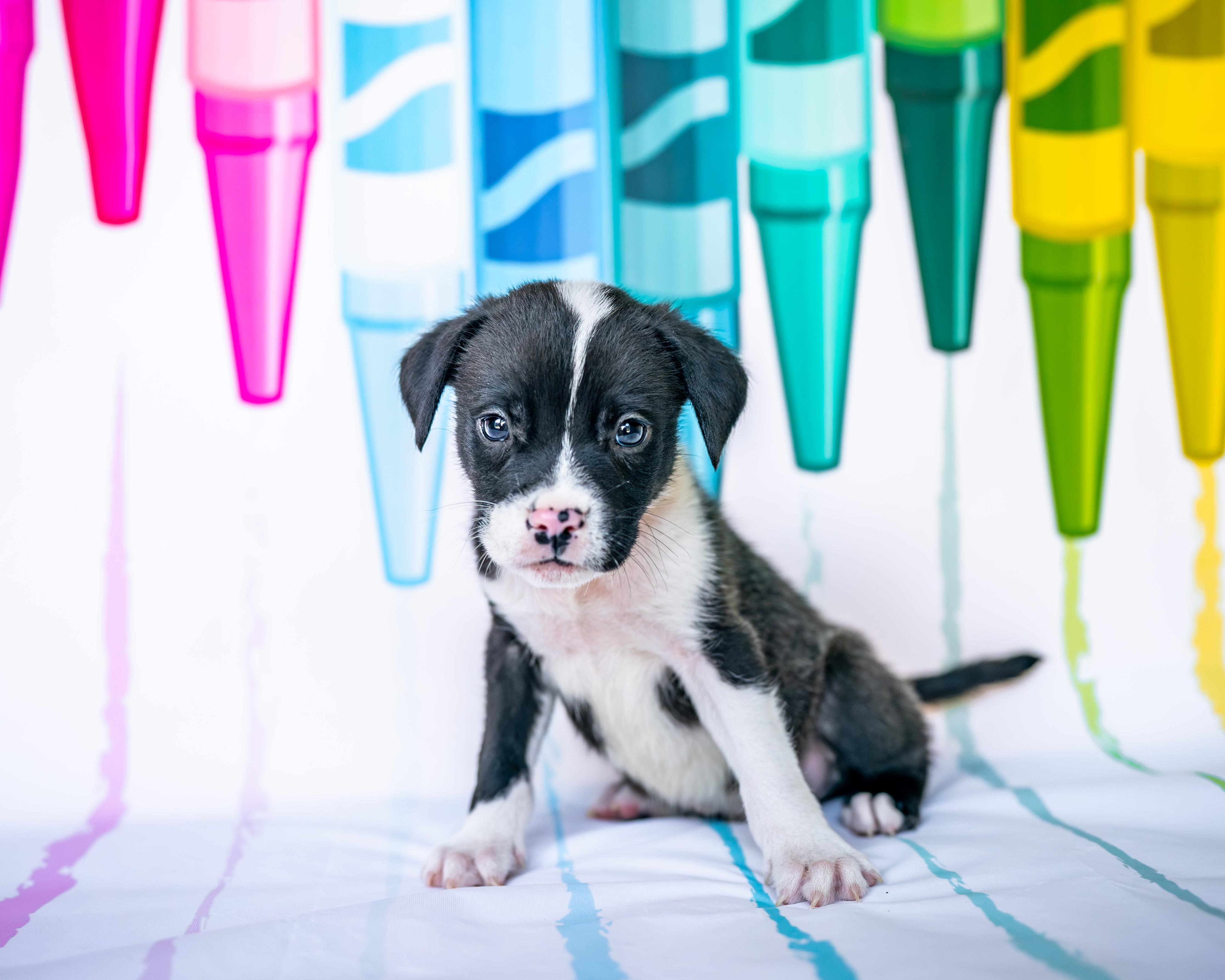 Shadow, adopted, Puppy Male Labrador Retriever & Pit Bull Terrier.