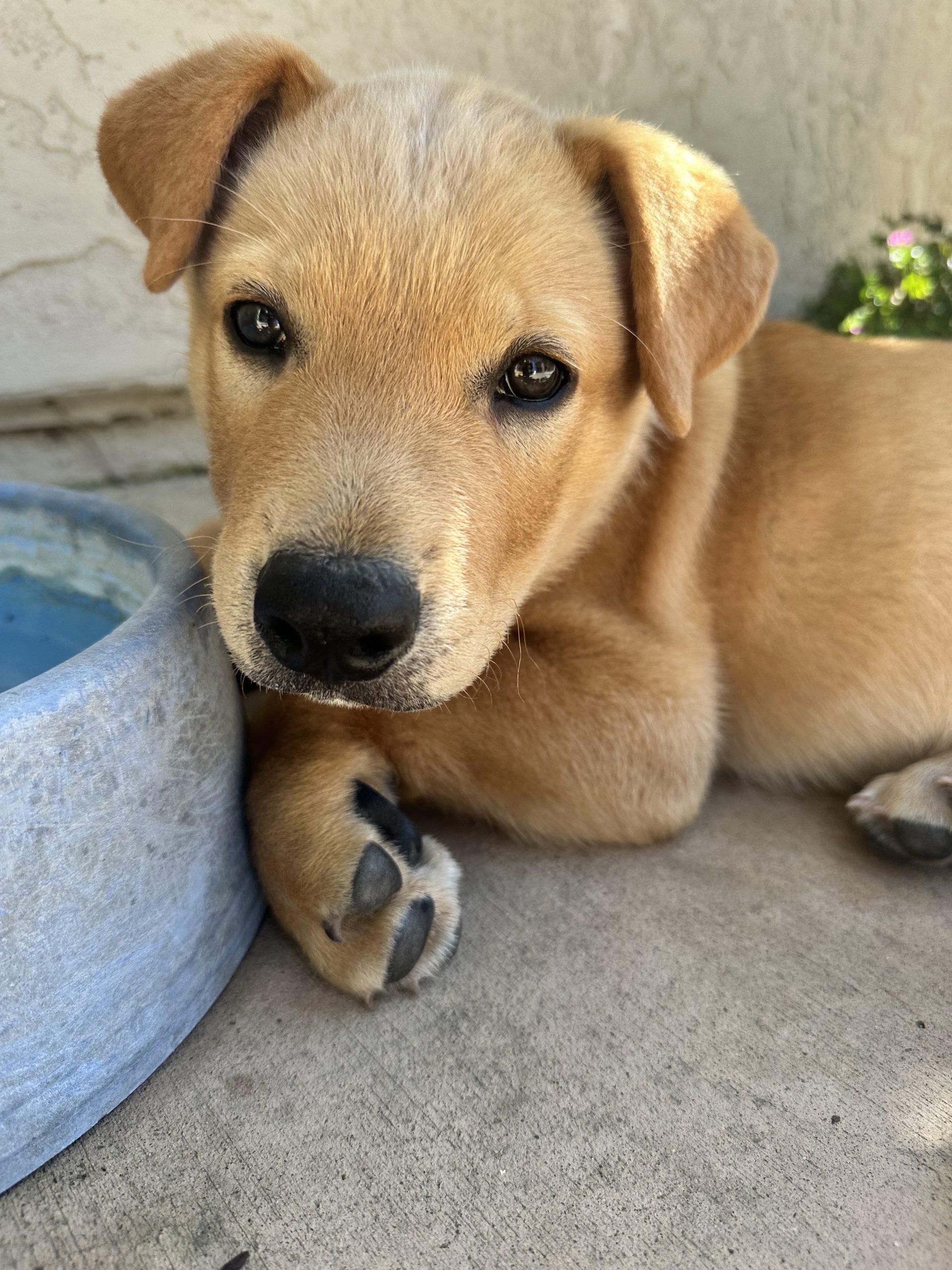 Enlarge Oscar, an adopted Mixed Breed in Los Angeles, CA image 1/6