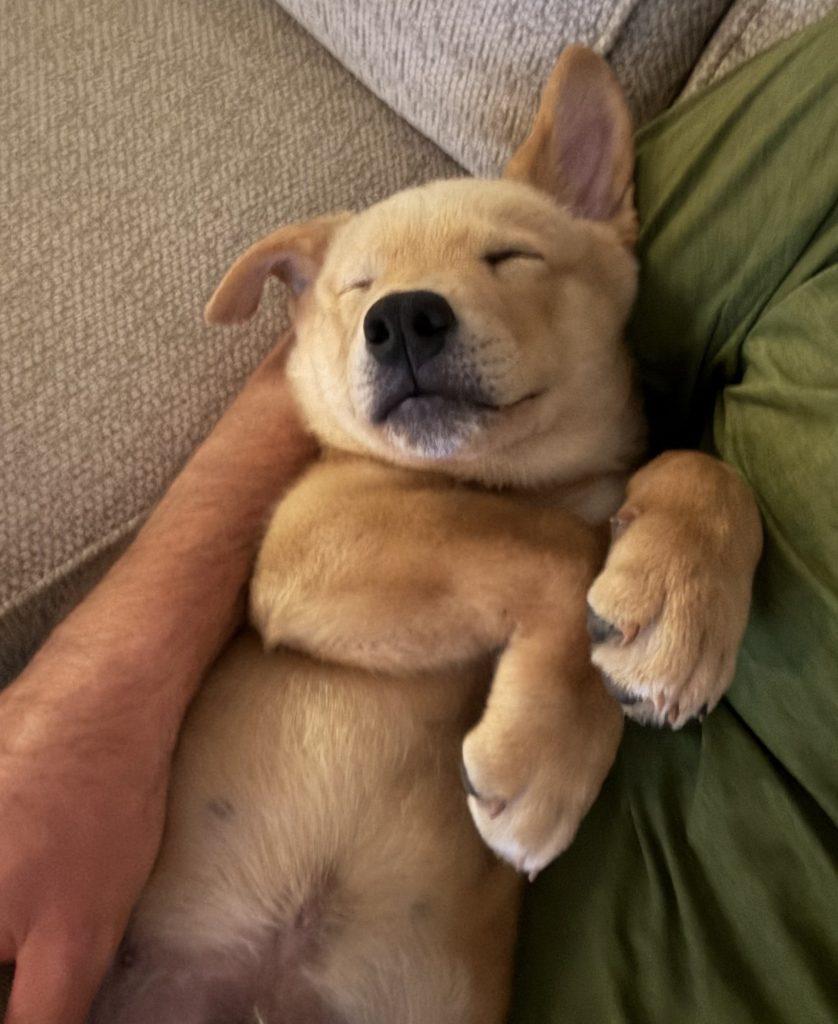 Enlarge Oscar, an adopted Mixed Breed in Los Angeles, CA image 2/6