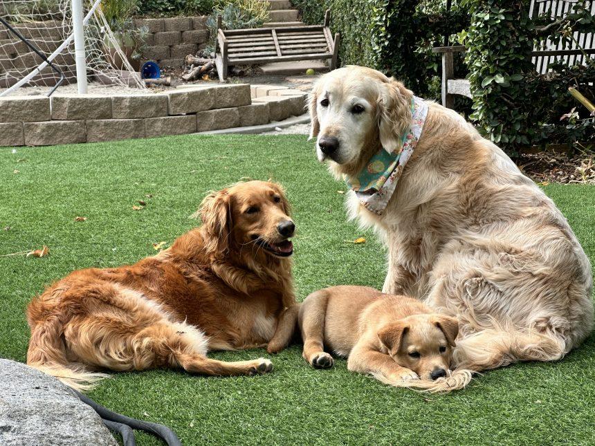 Enlarge Oscar, an adopted Mixed Breed in Los Angeles, CA image 3/6