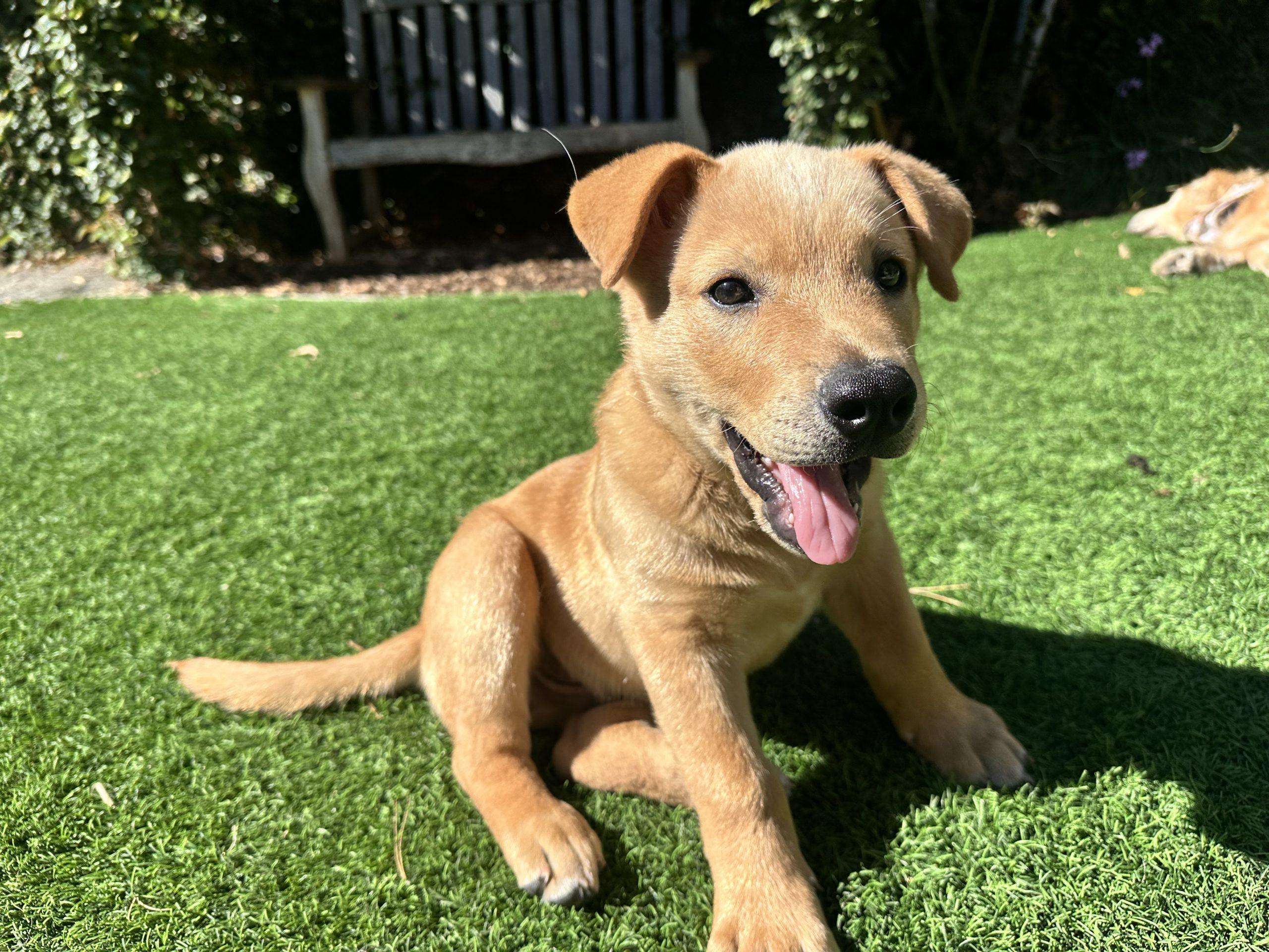 Enlarge Oscar, an adopted Mixed Breed in Los Angeles, CA image 4/6