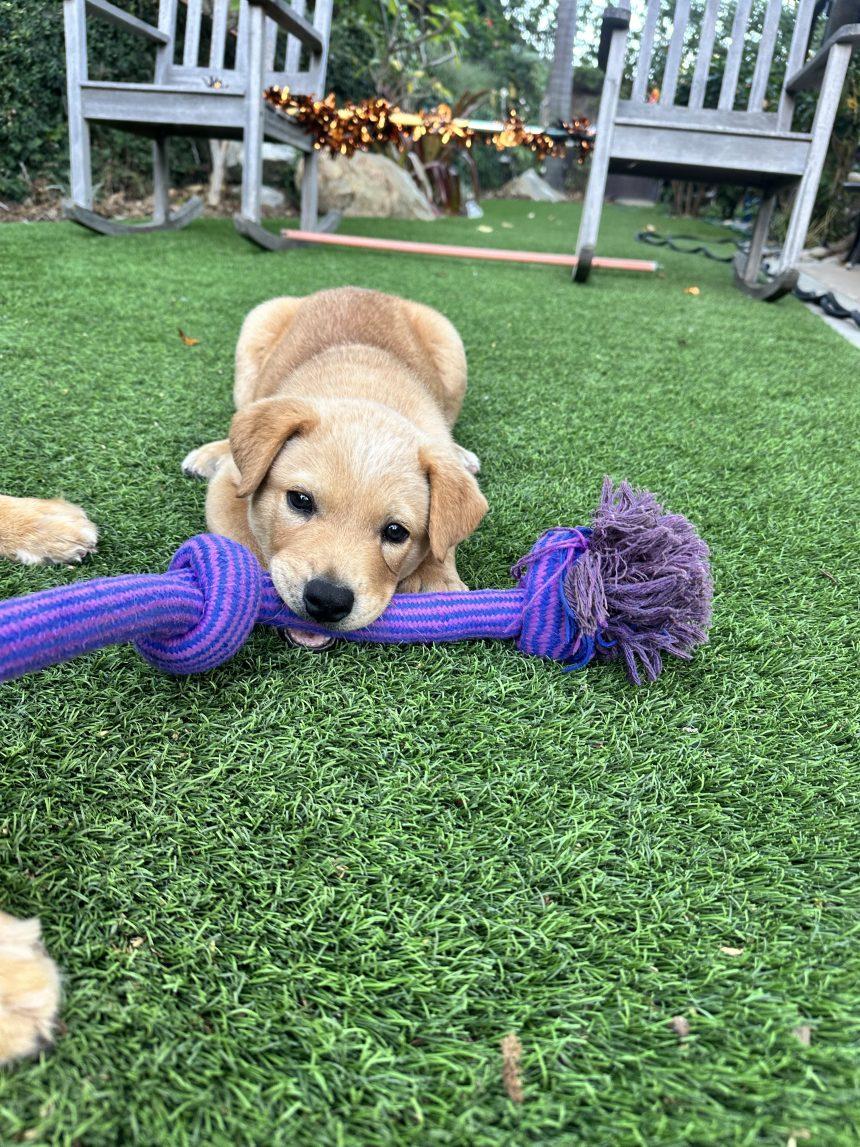 Enlarge Oscar, an adopted Mixed Breed in Los Angeles, CA image 5/6