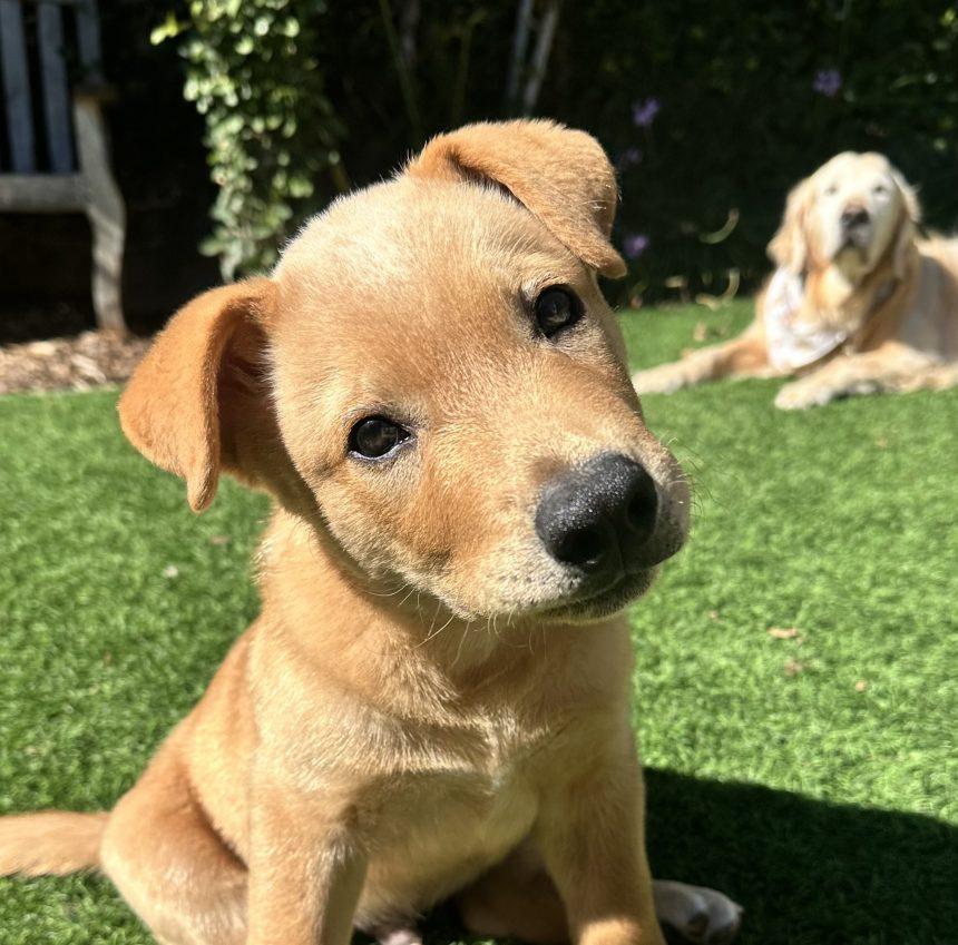 Enlarge Oscar, an adopted Mixed Breed in Los Angeles, CA image 6/6