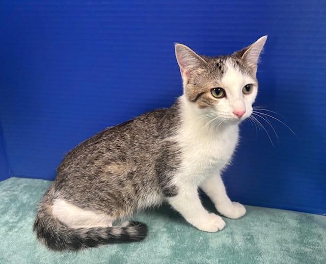 Tippie, a Adoptable Domestic Short Hair in Hawk Point, MO image 1/4