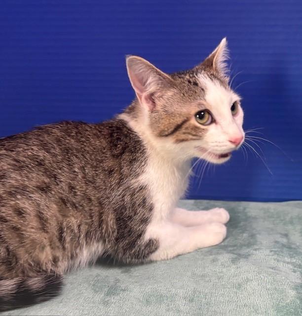 Tippie, a Adoptable Domestic Short Hair in Hawk Point, MO image 2/4