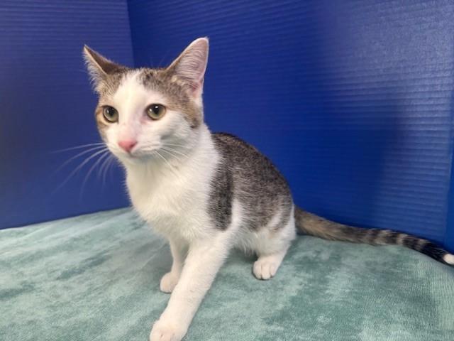 Tippie, a Adoptable Domestic Short Hair in Hawk Point, MO image 3/4