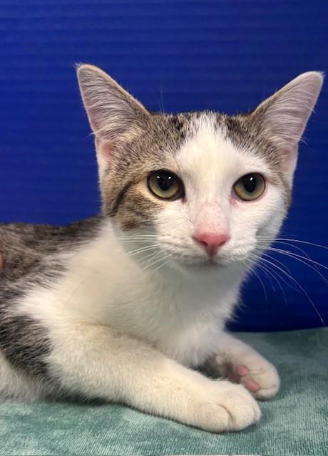 Tippie, a Adoptable Domestic Short Hair in Hawk Point, MO image 4/4